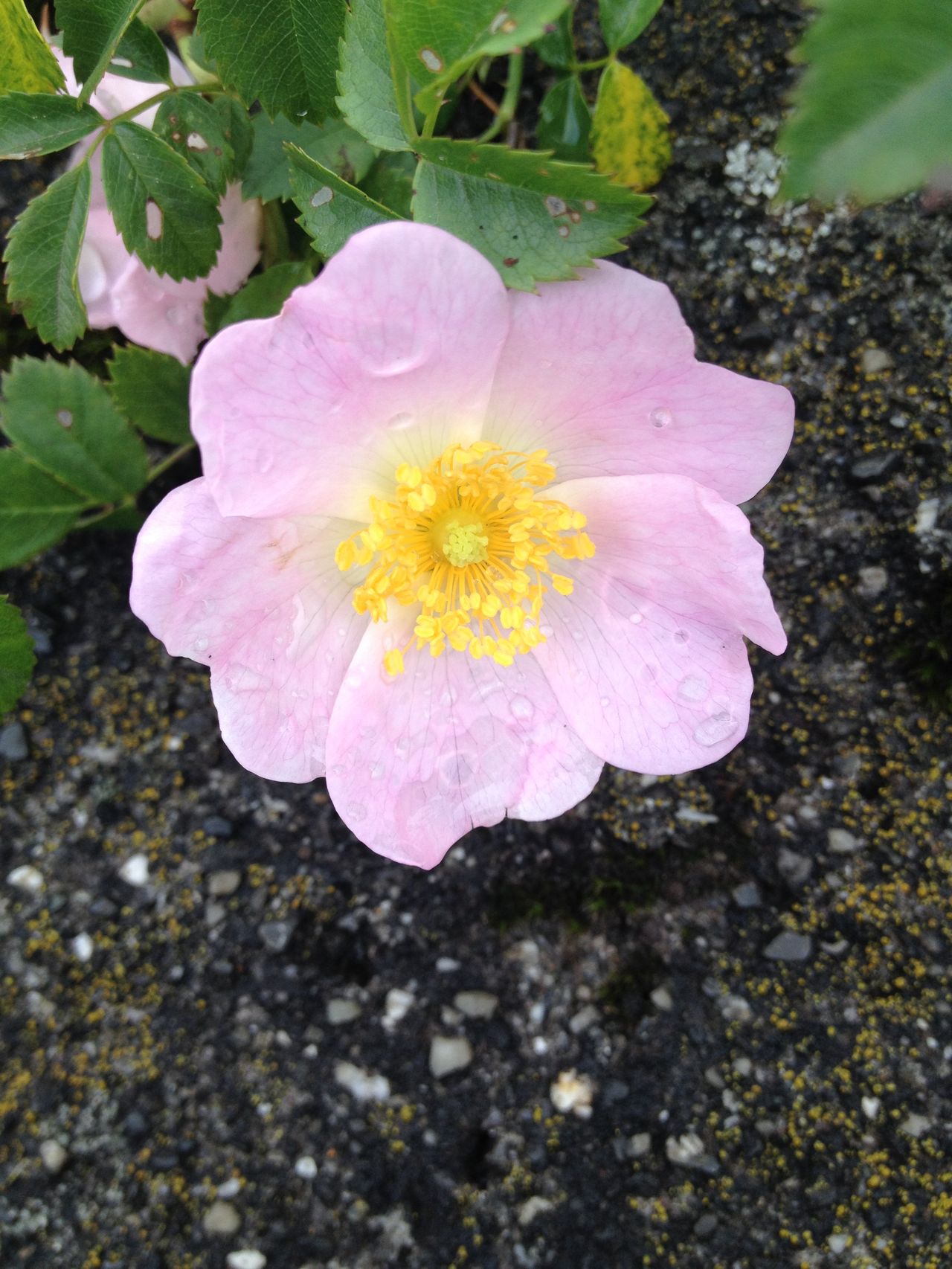 Devotional service for people with dementia