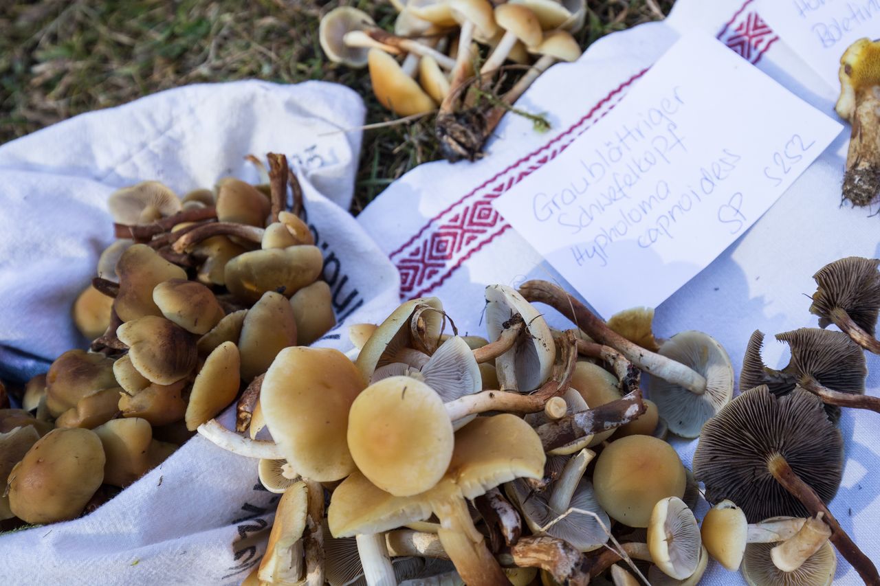 Mushroom hike for educational purposes with a culinary highlight