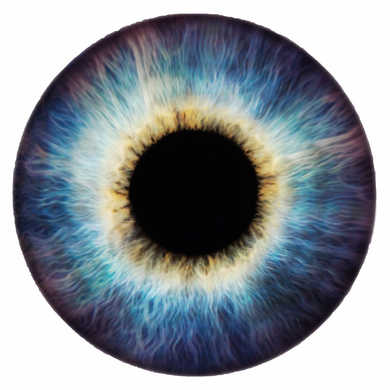 Scientifica - Zurich Science Festival