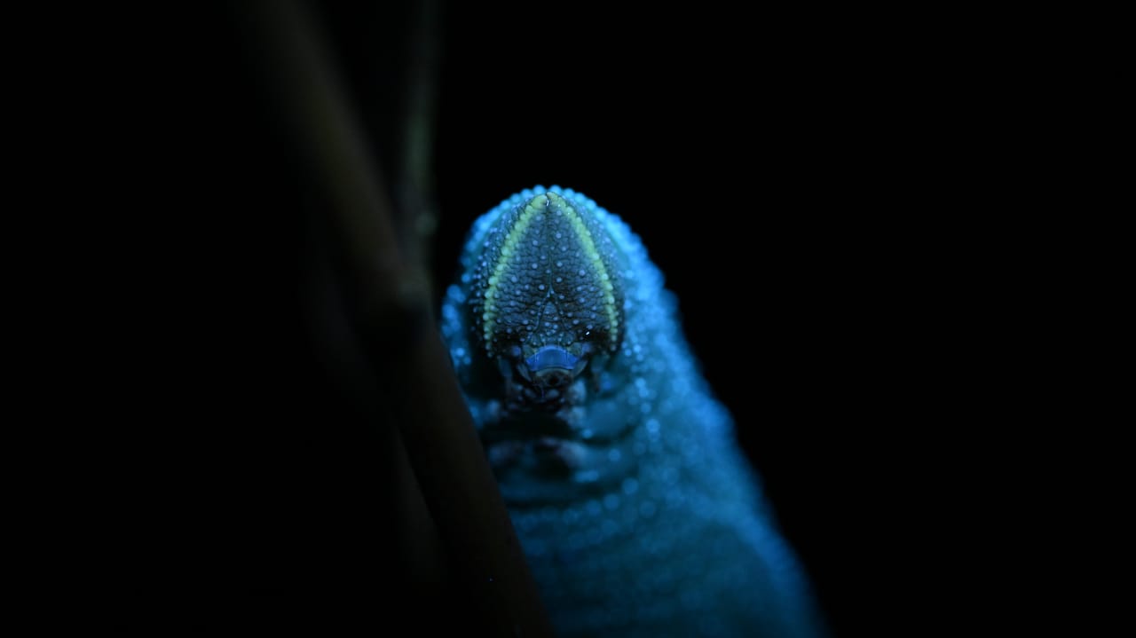 Night-time insect hunt