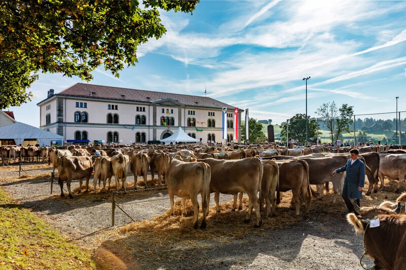 Viehschau in Teufen