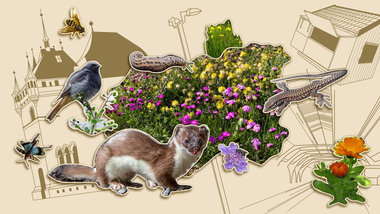 Exhibition: Connected Nature – Liveable City
