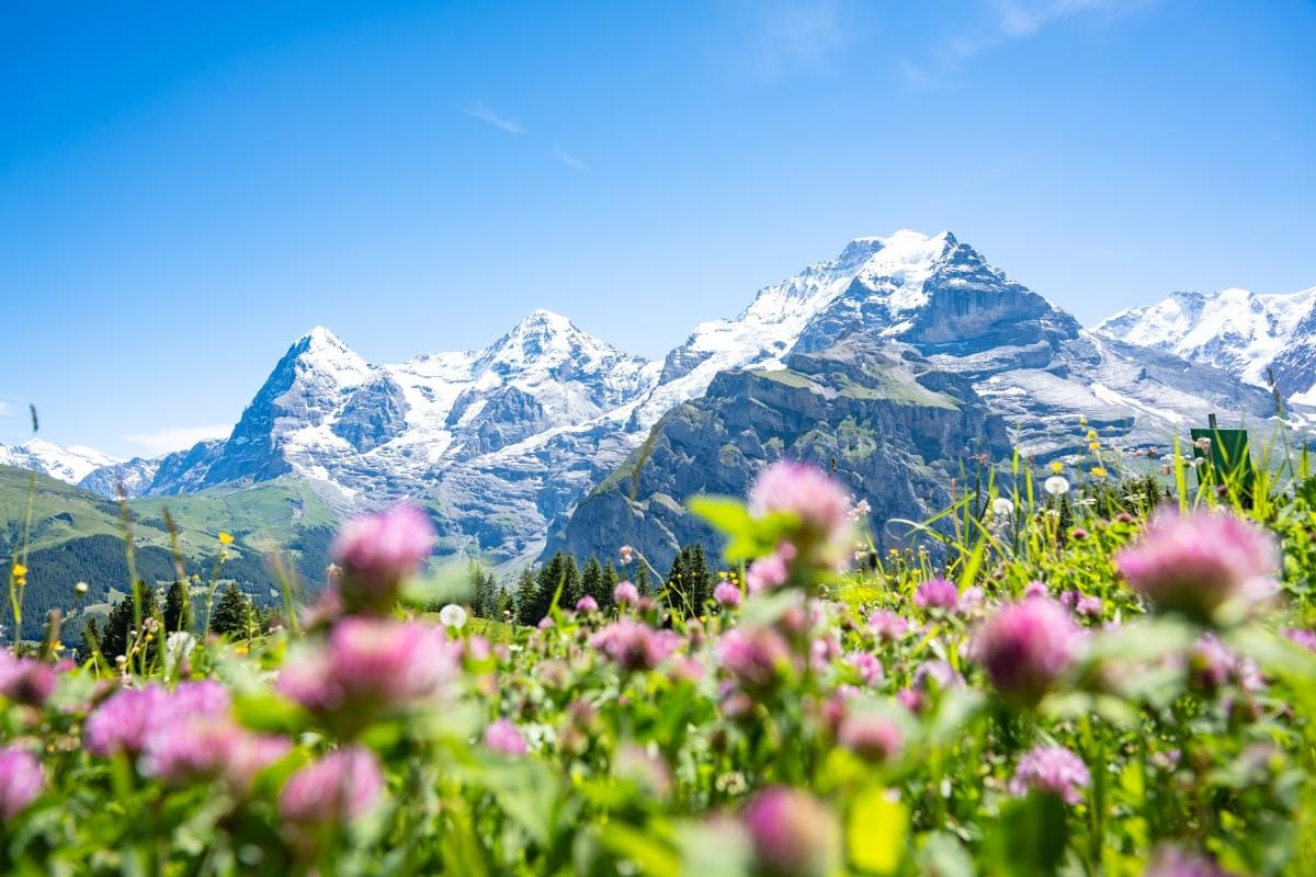 Kräuterwanderung mit Wildtierbeobachtung