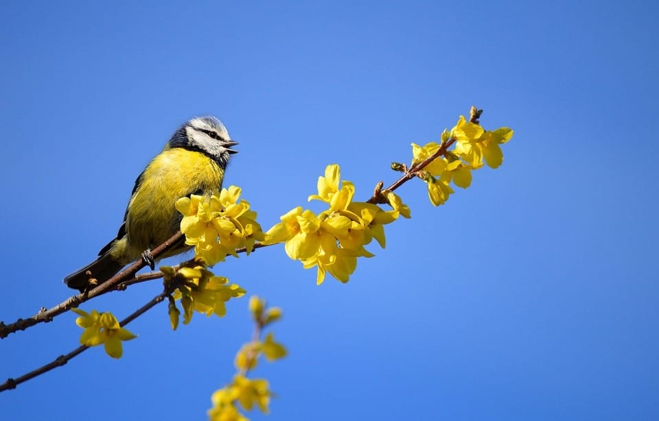 Phenology: observing nature through the year
