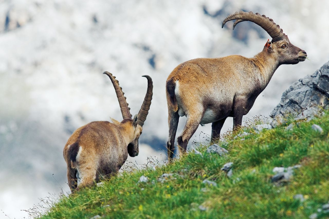 Stone deer watching Marangun - Sesvenna