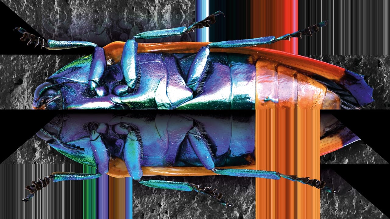 The Metamorphosis