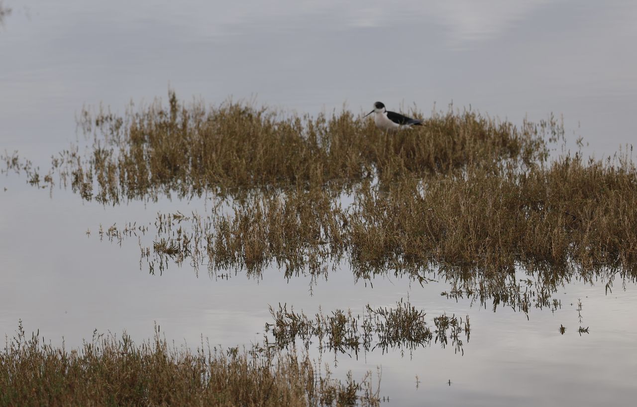 Excursion on wading birds at Klingnauer Stausee