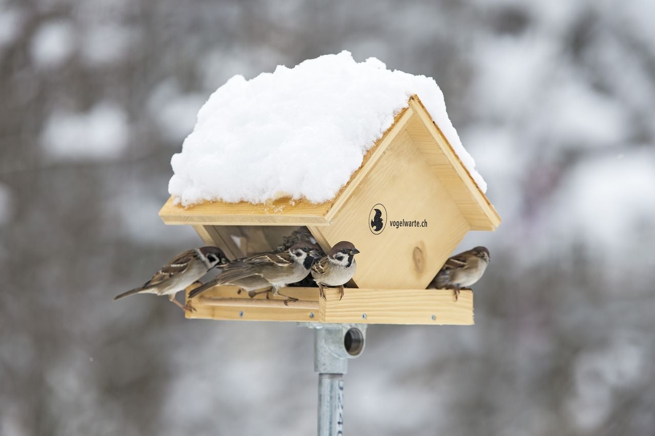"Schau rein" Diversity on your doorstep