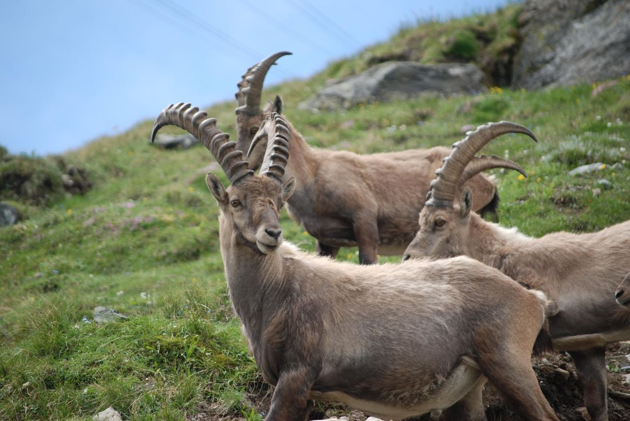 Wildlife observation: In the realm of the Saas wild animals