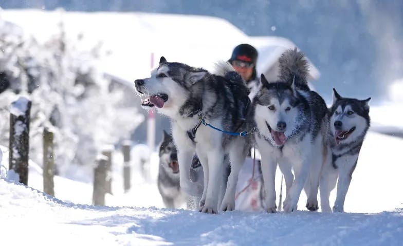 Schlittenhunderennen Lenk 2027