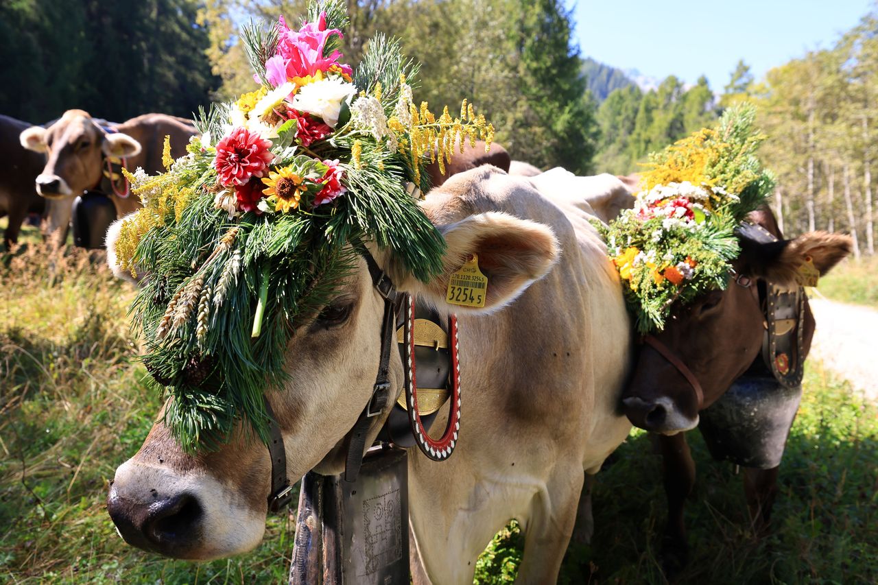 S-chargiada d'Alp - Alpine cattle drive