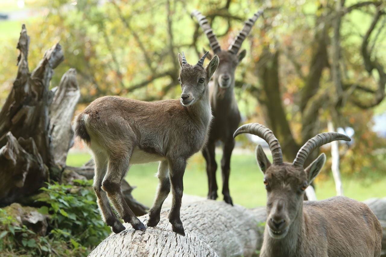 Ibex Safari