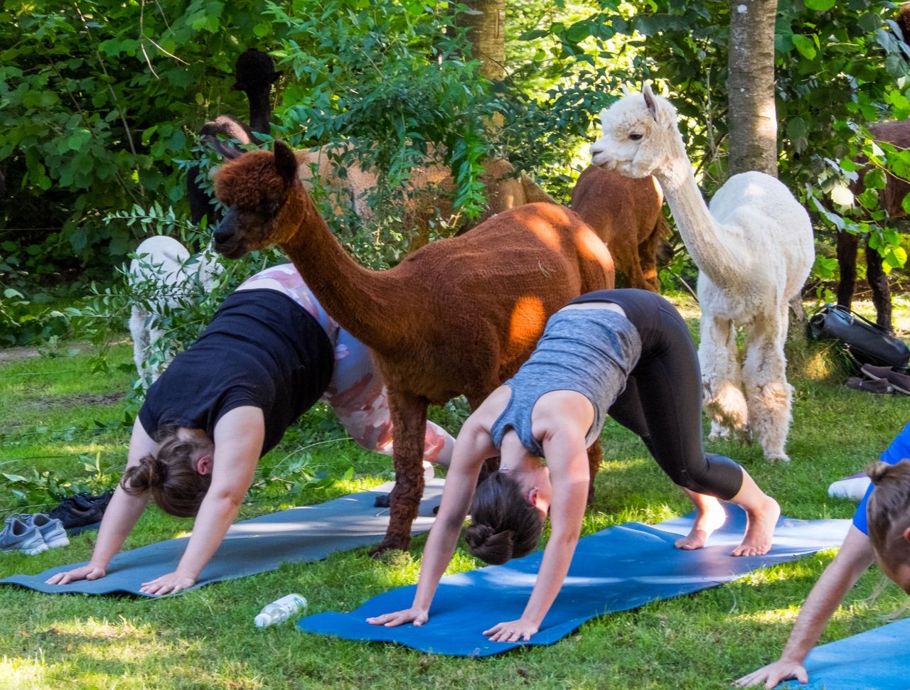 Yoga among alpacas