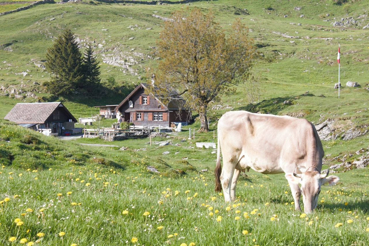 Alp Mittlere Bommen