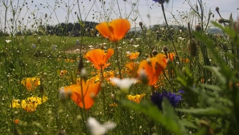 Walk in the medicinal herb garden