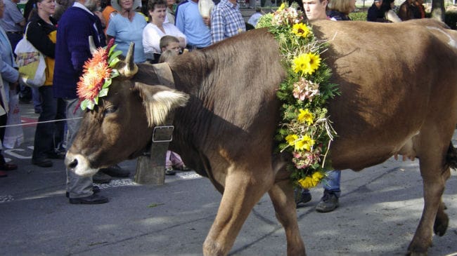 Herbstmarkt, mit Viehausstellung
