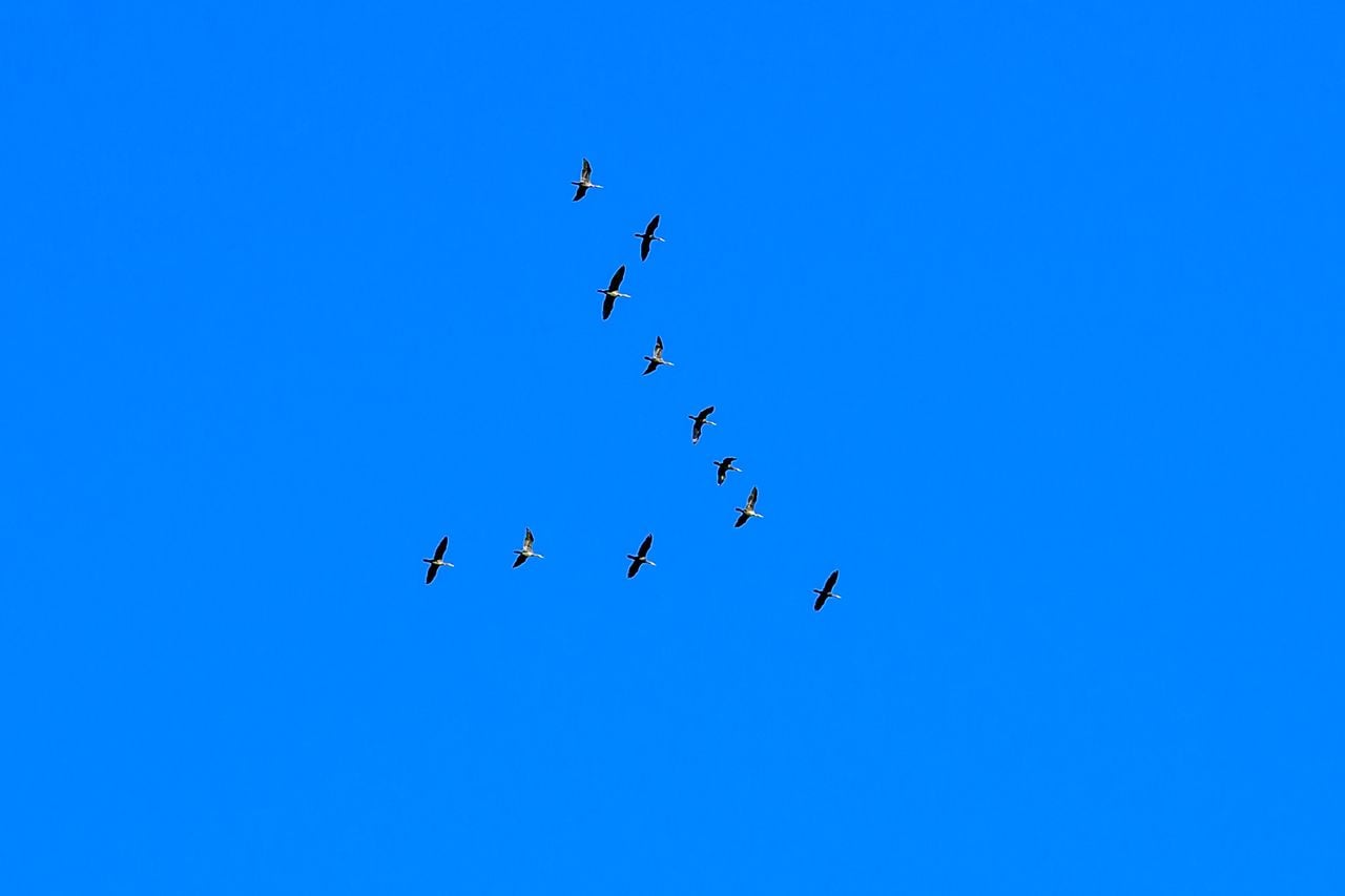 International Bird Migration Day