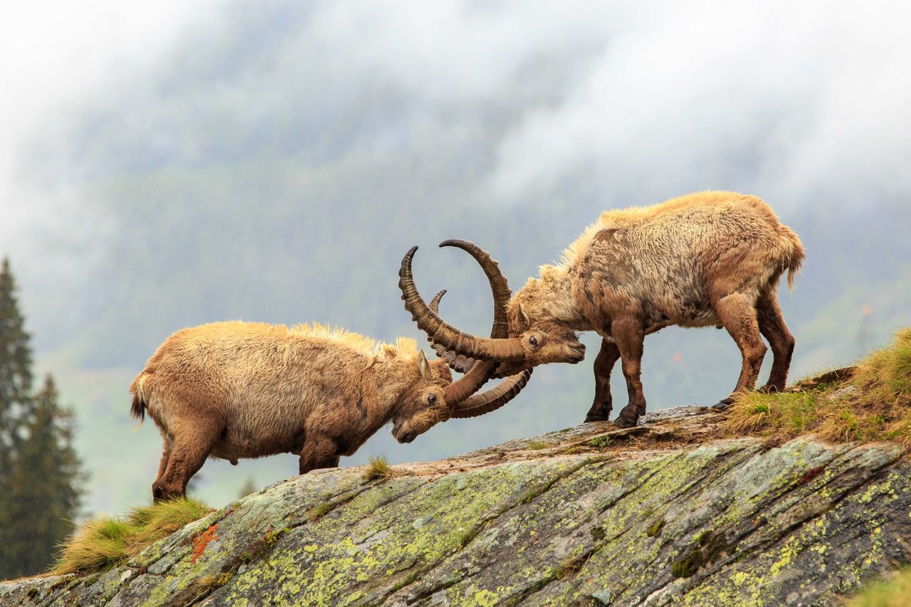 Capricorn - Marmot - Arve