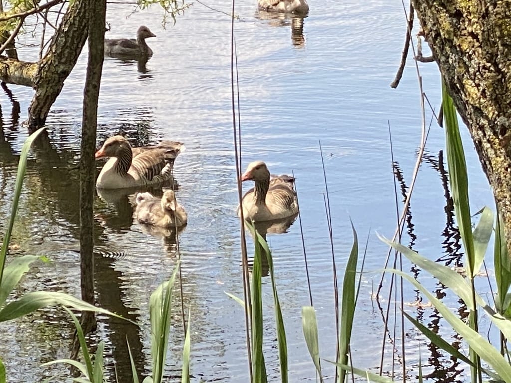 Ornithological excursion to Sackmatten near Grenchen