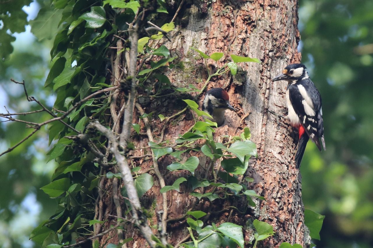 In the footsteps of roe deer and woodpecker