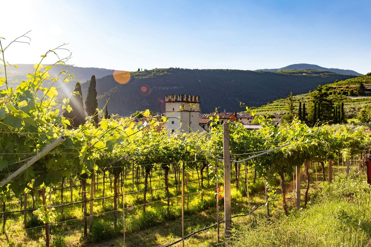 Valpolicella Evening