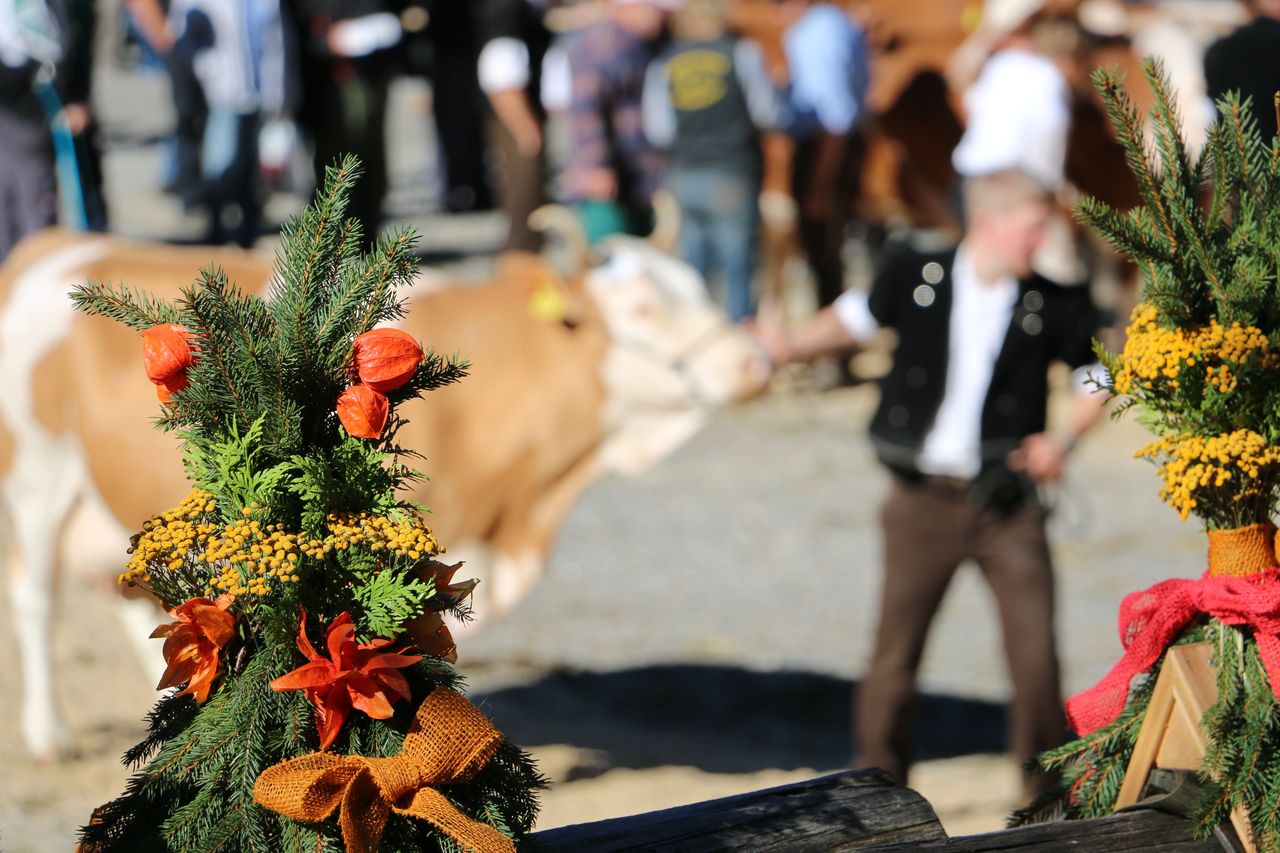 Herbstviehschau Anger