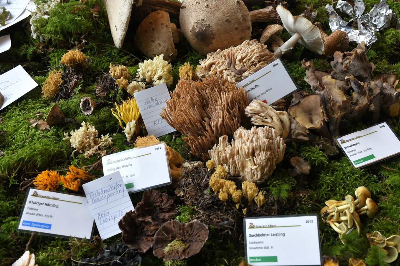 Mushroom exhibition with refreshments