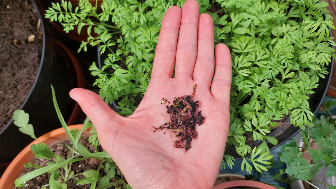 Fresh energy for balcony plants