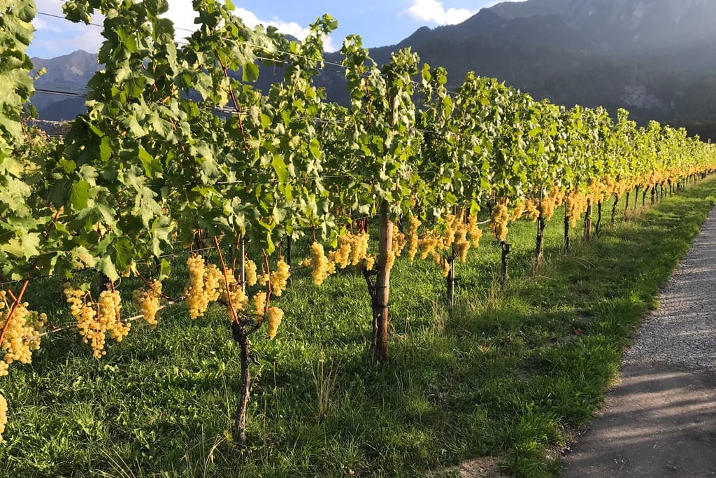 Luzi Boner Bio-Weinbau und Brennerei