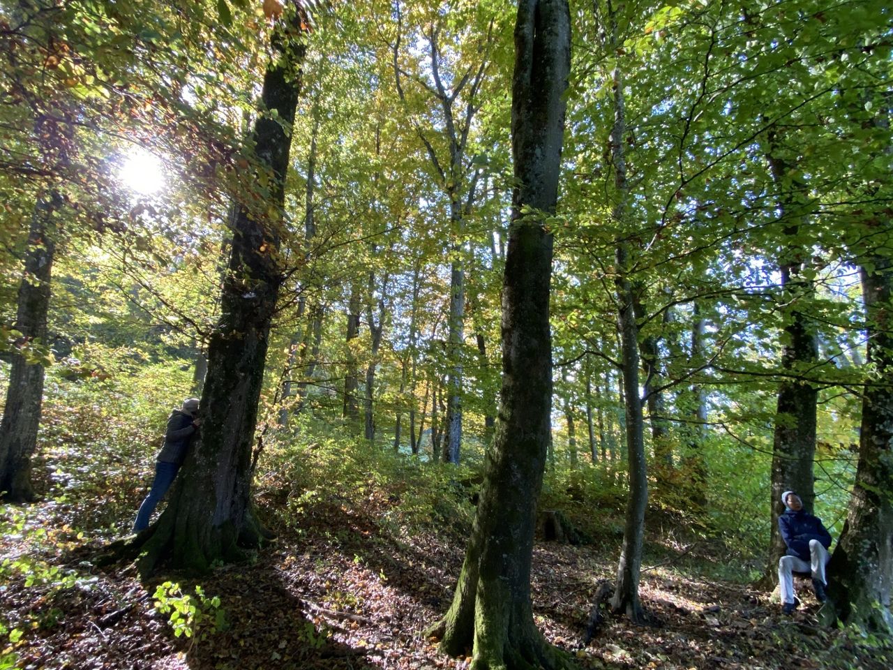 Nature and Forest Bathing