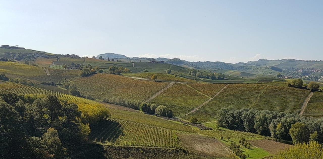 Piedmont wine tour with truffle market